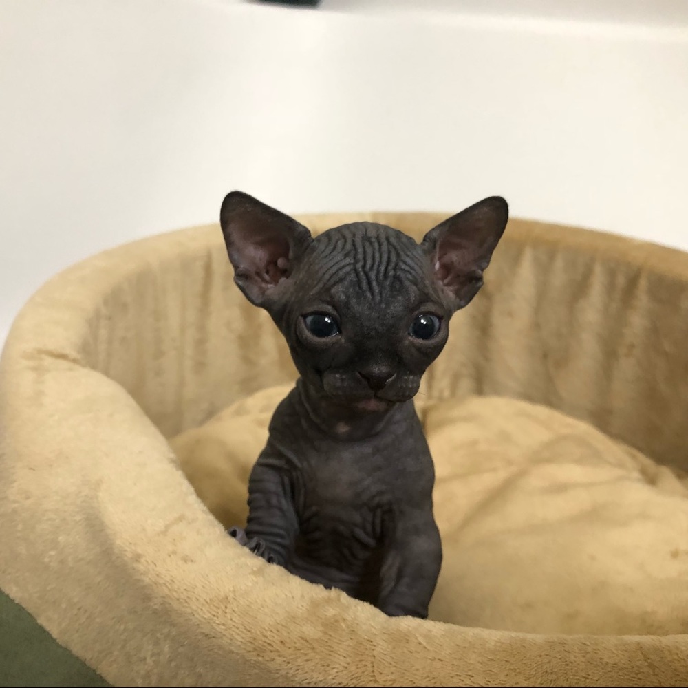 My first love and passion Sphynx & Bambino Kitten